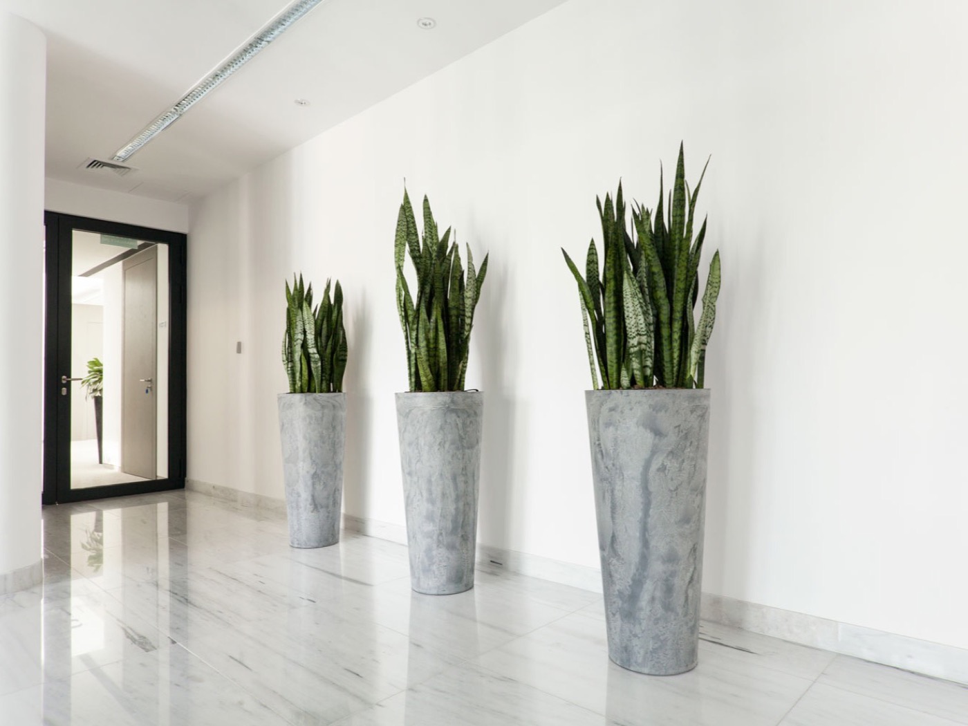 Three tall snake plants in decorative planters along a commercial hallway.